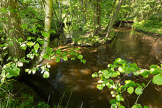 Ein breiter Bach, der in U-Form durch einen Laubbwald fließt. Im Vordergrund grüne Birkenzwiege und -blätter.