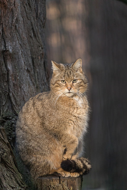 Wildkatze (Felis silvestris silvestris) © Steffen Bohl
