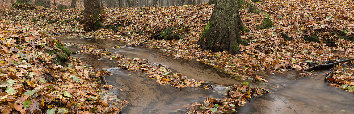 Polsbach, Foto: S. Bohl