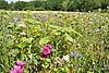 Eine große Wiese mit blühenden Wildblumen, dahinter am Horizont stehen vielen Bäume.