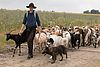 Ein Schäfer und sein Hütehund führt eine große Herde Ziegen und seinen Herdenschutzhund entlang eines Weges. 