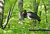 Ein Storch mit schwarzem Federkleid, weißem Bauch, rotem Schnabel und rötlichen Beinen steht auf einem Ast einem Wald aus Buchen mit grünen Blättern.