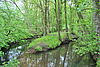 Ein Bach, der durch einen Wald mit Laubbäumen fließt.