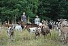 Eine Herde Ziegen steht samt Schäfer auf einer Wiese mit hohem Gras. Im Hintergrund grüne Laubbäume dicht an dicht.