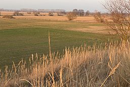 Blick auf grüne Wiesen und Sträucher und braungefärbte Gräser.