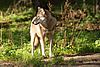 Ein Wolf, der auf einer Wiese mit grünem Gras und Sträuchern steht, nach links schaut. Das Licht fällt aus linker Richtung auf das Tier.