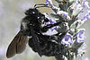 Eine schwarze Biene auf der Suche nach Pollen und Nektar auf einer Pflanze mit vielen lilafarbenen Blüten.