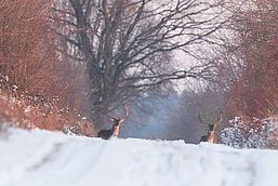 Wild im Winter, Foto: Steffen Bohl, Lizenz: Steffen Bohl