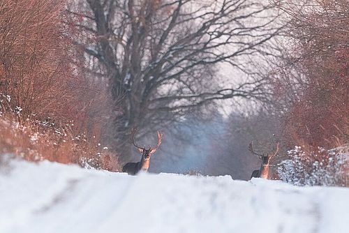 Wild im Winter, Foto: Steffen Bohl, Lizenz: Steffen Bohl