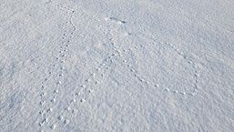 Fährten von Nagetieren im Schnee, Foto: Mirjam Rederlechner, Lizenz: NaturSchutzFonds Brandenburg
