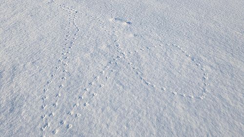 Fährten von Nagetieren im Schnee, Foto: Mirjam Rederlechner, Lizenz: NaturSchutzFonds Brandenburg