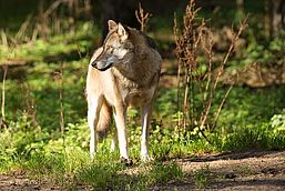 Ein Wolf auf einer Grünfläche nach links schauend, Foto: Steffen Bohl, Lizenz: Landesamt für Umwelt Brandenburg