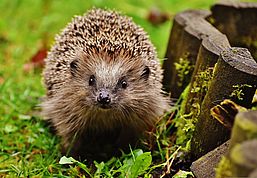 Igel im Garten, Foto: alexas_fotos from Pixabay