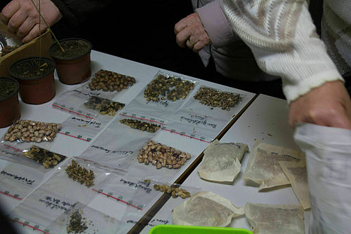 Samentausch,, Foto: Bansen/Wittig, Lizenz: Bansen/Wittig