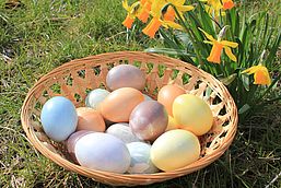 Eier in Pastellfarben in Bastkorb neben blühender Osterglocke, Foto: Bansen-Wittig